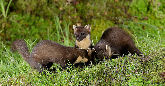 Pine Marten Martes martes
