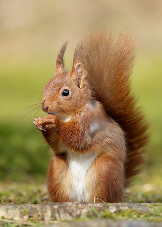Red Squirrel Sciurus vulgaris