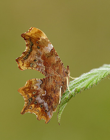 Comma Polygonia c-album