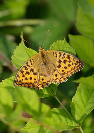 High Brown Fritillary Argynnis adippe