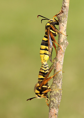52.002 BF0370 Hornet Moth Sesia apiformis