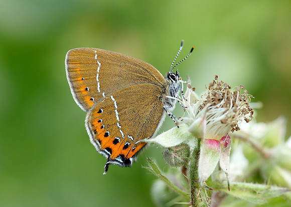 Black Hairstreak Satyrium pruni
