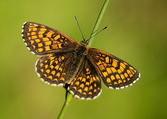 Heath Fritillary Melitaea athalia