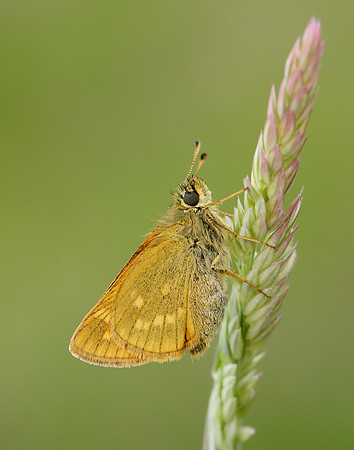 Large Skipper Ochlodes venata