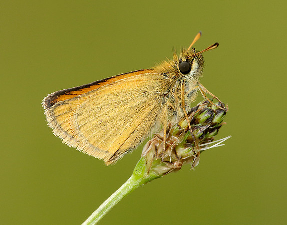 Essex Skipper Thymelicus lineola