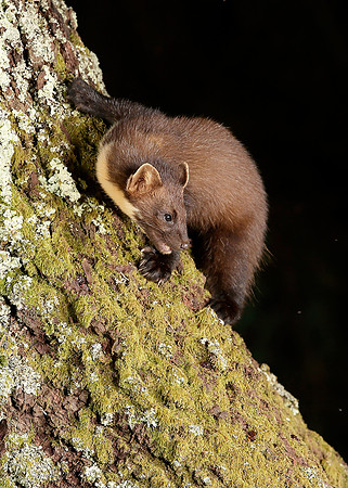 Pine Marten Martes martes