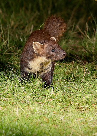 Pine Marten Martes martes