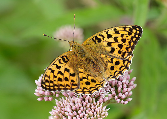 High Brown Fritillary Argynnis adippe