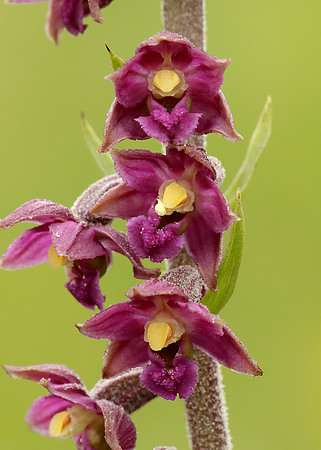 Dark Red Helleborine Epipactis atrorubens