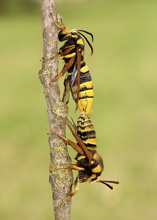 52.002 BF0370 Hornet Moth Sesia apiformis