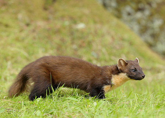 Pine Marten Martes martes
