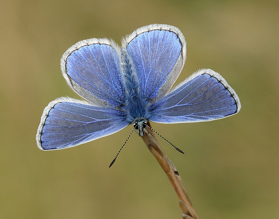 Common Blue Polyommatus icarus