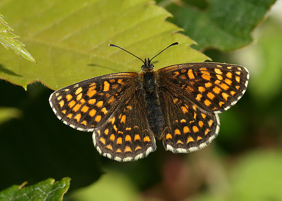 Heath Fritillary Melitaea athalia