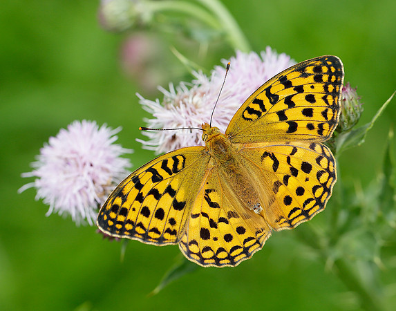 High Brown Fritillary Argynnis adippe