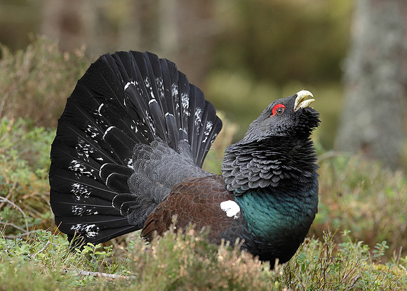 Capercaillie Tetrao urogallus