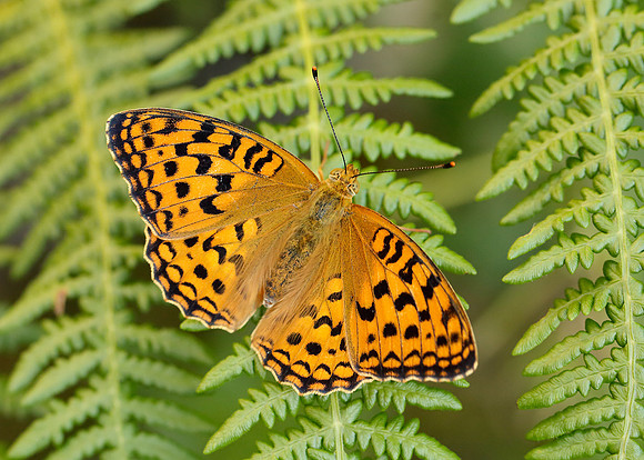 High Brown Fritillary Argynnis adippe