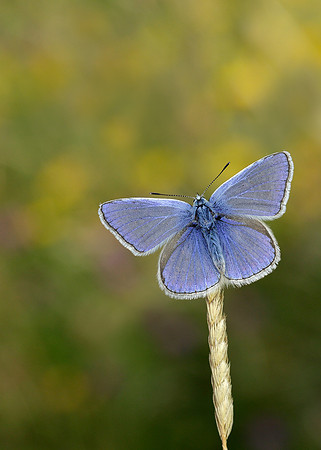Common Blue Polyommatus icarus