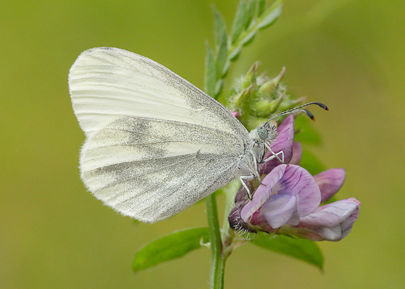 Wood White Leptidae sinapis