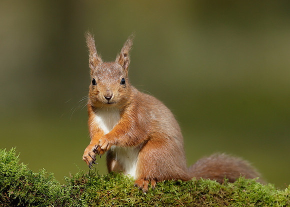 Red Squirrel Sciurus vulgaris