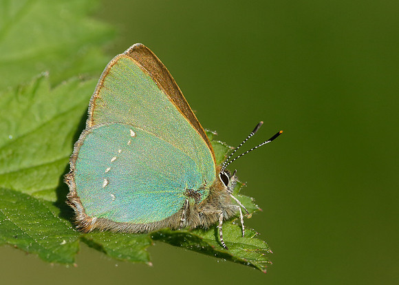 Green Hairstreak Callophrys rubi