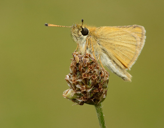 Essex Skipper Thymelicus lineola