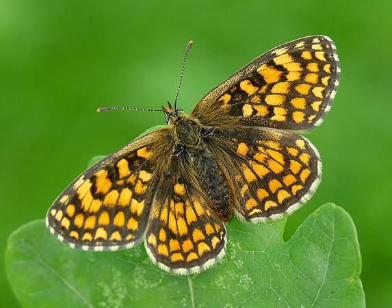 Heath Fritillary Melitaea athalia