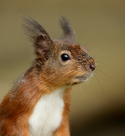 Red Squirrel Sciurus vulgaris