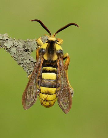 52.002 BF0370 Hornet Moth Sesia apiformis