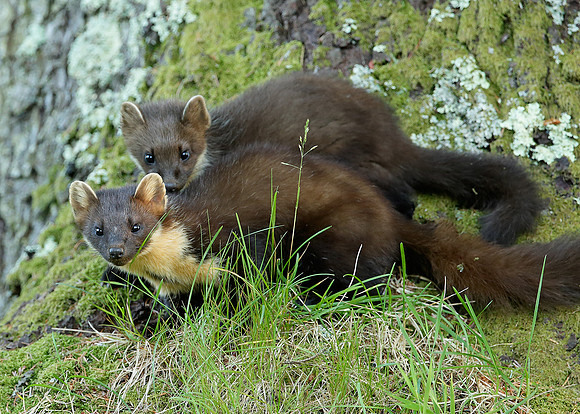 Pine Marten Martes martes