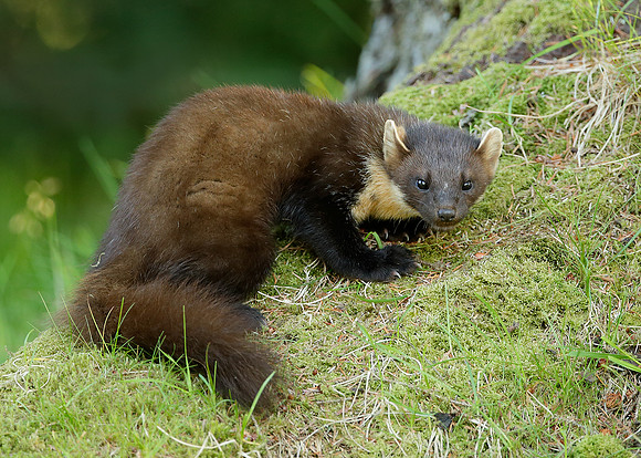Pine Marten Martes martes