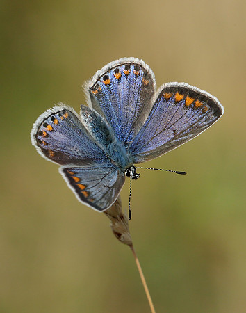 Common Blue Polyommatus icarus