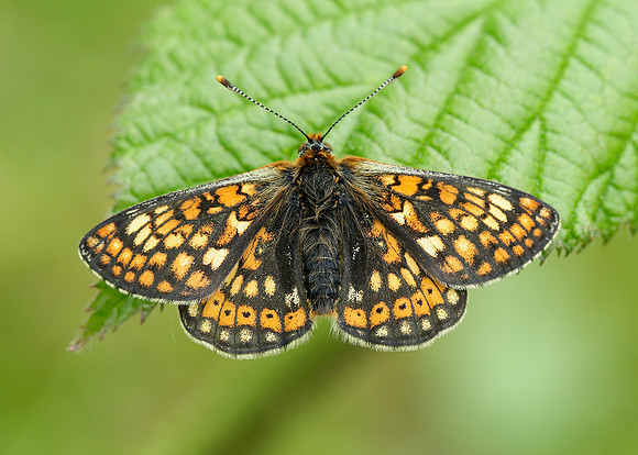 Marsh Fritillary Euphydryas aurinia
