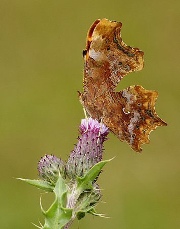 Comma Polygonia c-album