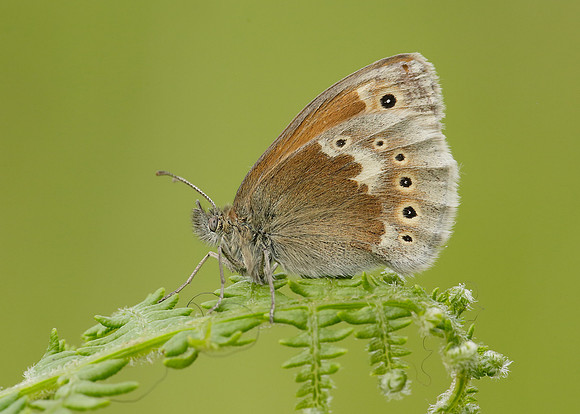 Large Heath Coenonympha tullia polydama