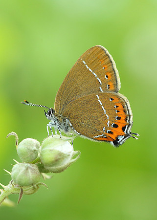 Black Hairstreak Satyrium pruni