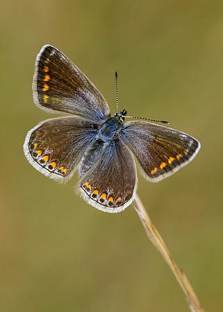 Common Blue Polyommatus icarus