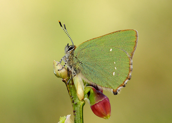 Green Hairstreak Callophrys rubi