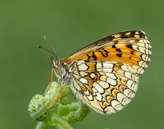 Heath Fritillary Melitaea athalia