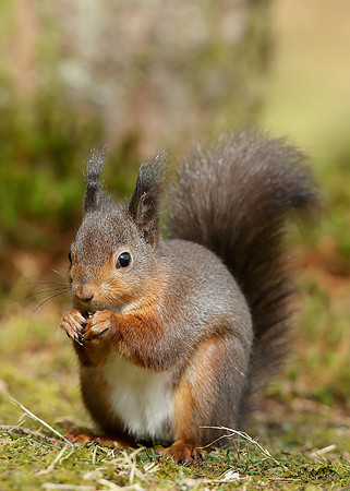 Red Squirrel Sciurus vulgaris