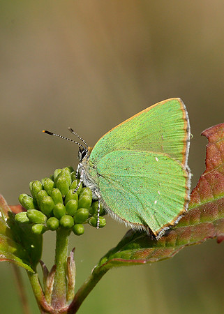 Green Hairstreak Callophrys rubi