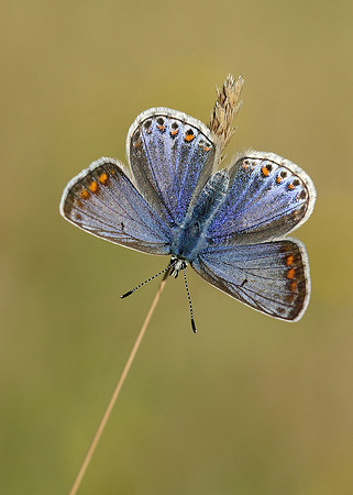 Common Blue Polyommatus icarus