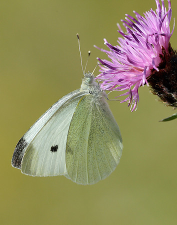 Large White Pieris brassicae