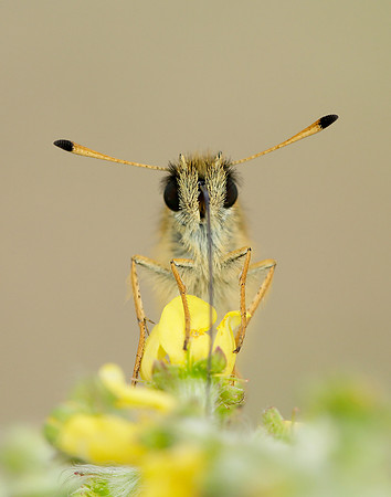 Essex Skipper Thymelicus lineola