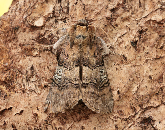 65.010 BF1654 Figure of Eighty Tethea ocularis