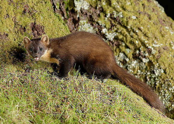 Pine Marten Martes martes