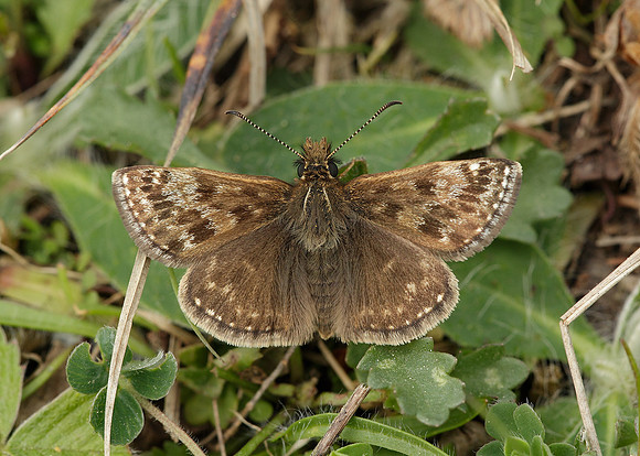 Dingy Skipper Erynnis tages