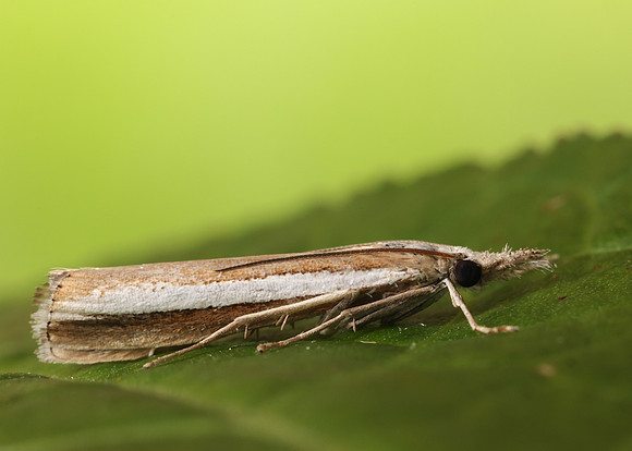 63.091 BF1307 Agriphila latistria