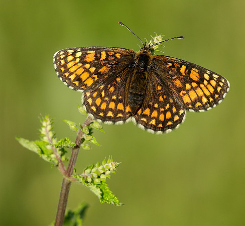 Heath Fritillary Melitaea athalia