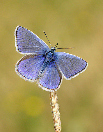 Common Blue Polyommatus icarus