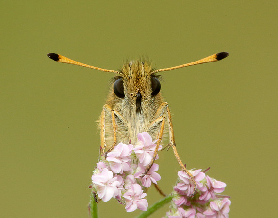 Essex Skipper Thymelicus lineola